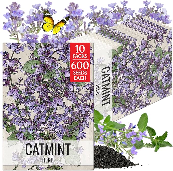 Seed Needs Catmint Seeds to Plant Heirloom Non-GMO Herbs 10 Pack