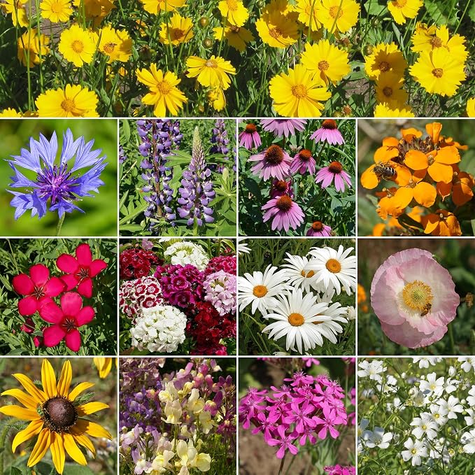 Ferry-Morse Wildflower Seeds - Northeast Mix, Non-GMO, Full Sun - 1 lb