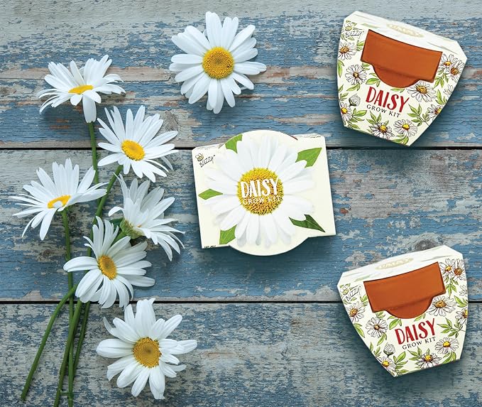BUZZY Seeds Daydream Daisy Grow Kit 12-Pack - Mini Terracotta Pot Grow Set - Complete Indoor/Outdoor Gardening Kit with Seeds, Coconut Husk Growing Medium & Genuine Pots - 100% Grow Guarantee
