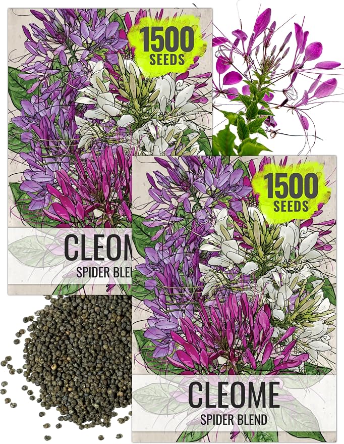 Seed Needs Cleome Seeds for Planting Mixed Annual Flowers 2 Packs