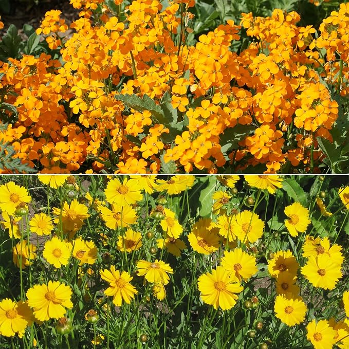 Ferry Morse Wildflower Seeds - Cool Season Mix, Non-GMO, Full Sun - 1 lb