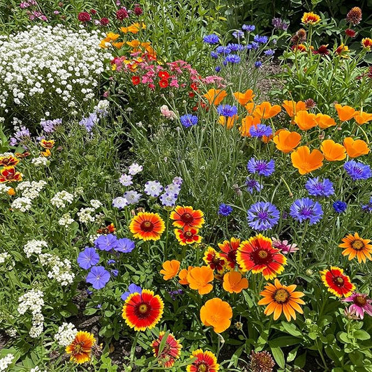 Ferry Morse Wildflower Seeds - Southwest Mix, Low Maintenance, GMO Free - 1 lb