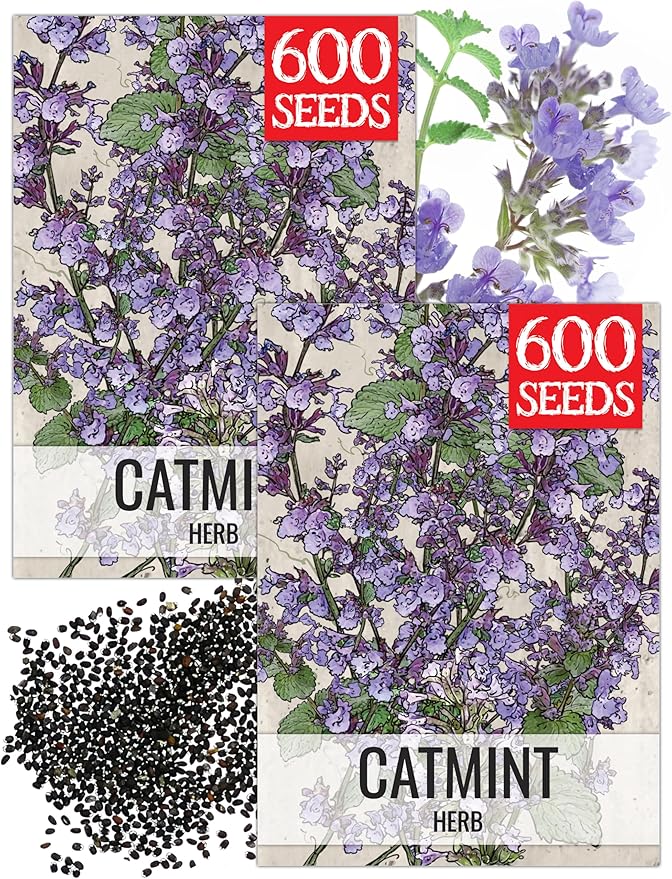 Seed Needs Catmint Seeds to Plant Heirloom Non-GMO Herbs 2 Packs