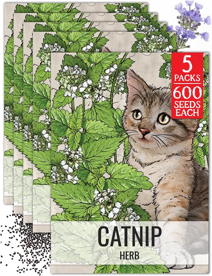 Seed Needs Catnip Seeds to Plant Heirloom Non-GMO Herbs for Cats 5 Packs