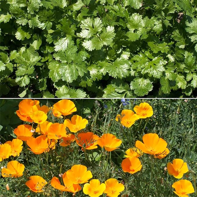 Ferry Morse Wildflower Seeds - Non-GMO, Attracts Beneficial Bugs - 1 lb - Other