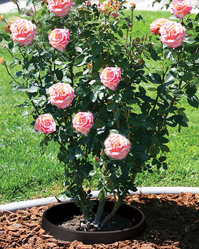 6-Pack 20-inch Rose & Shrub Planting Rings – Deep Watering Basin & Edging.