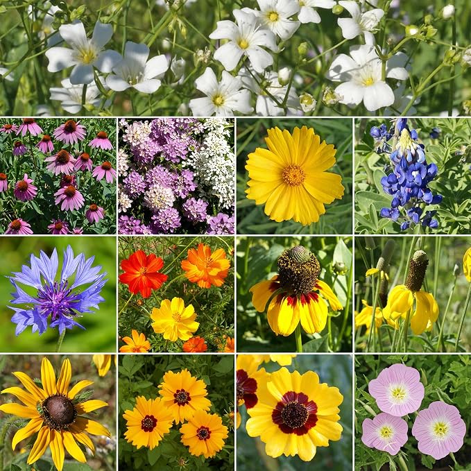 Ferry-Morse Wildflower Seeds - Non-GMO, Full Sun, Outdoor, Texas Native Flowers - 1 lb