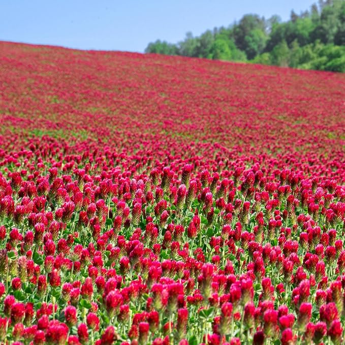 Mountain Valley Seed Co Crimson Clover Seeds – 1/4 lb (~11,600 Seeds) | Cover Crops, Wildlife Forage, Pasture, Hay, Pollinator Attraction, Green Manure & More – Legume Clover Seeds for Planting