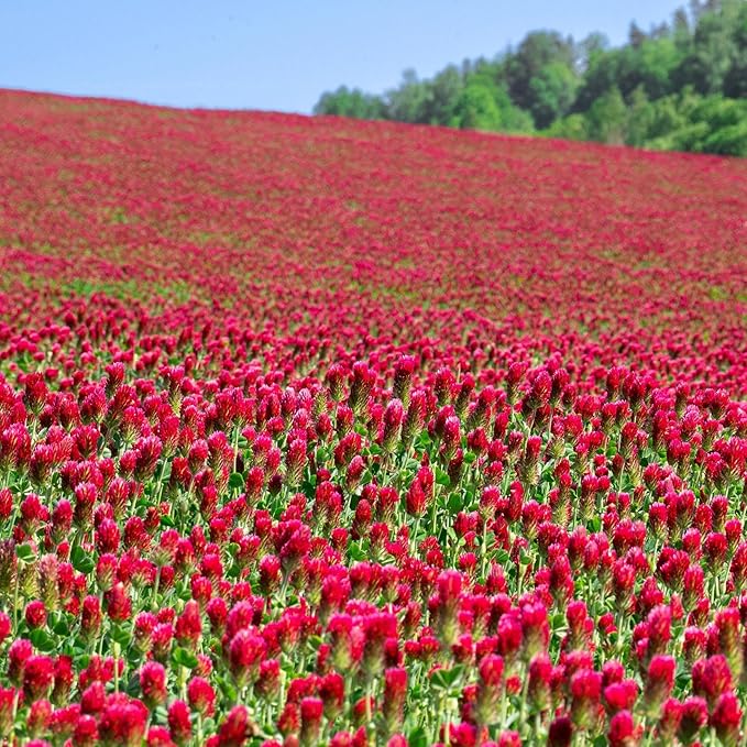 Mountain Valley Seed Co Crimson Clover Seed—25 Lb, 1,160,000 Seeds Non-GMO | Cover Crops, Pasture, Hay, Wildlife Forage, Pollinator Attraction & Green Manure – Legume for Planting