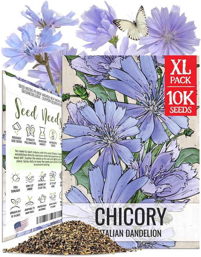 Seed Needs Chicory Seeds to Plant Italian Dandelion (Blue Flowers) XL Pack