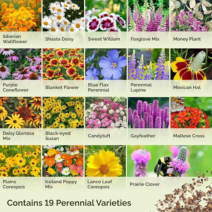 Eden Brothers All Perennial Wildflower Seed Mix for Planting, 1/4 lb, 120,000+ Seeds, Throw and Grow 19 Flower Varieties, Non-GMO Covers 250-500 Sq Ft, Attracts Pollinators, Spring or Fall, Zones 3-10