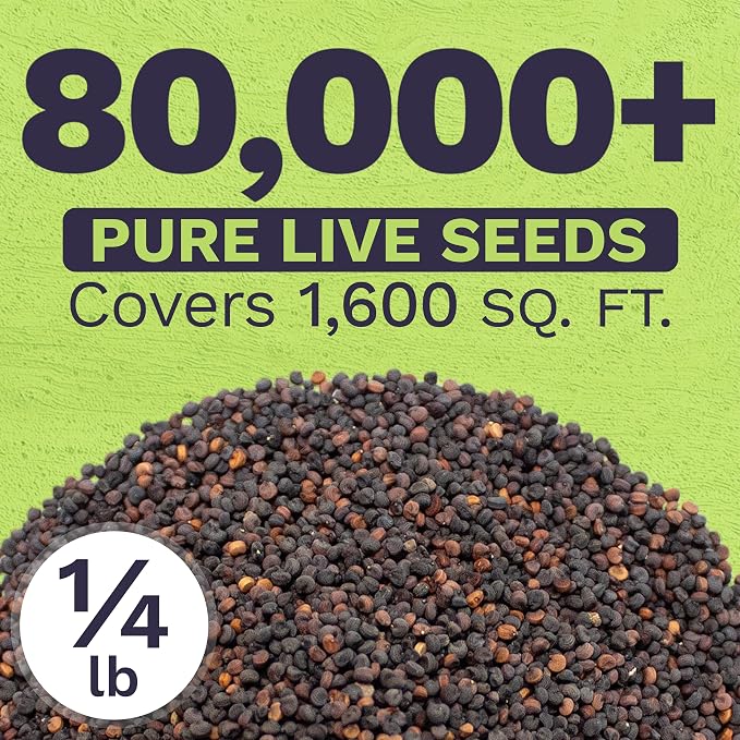 Showy Baby's Breath Seeds – Bulk Quarter Pound Bag – Over 80,000 Open Pollinated Non-GMO Wildflower Seeds – Gypsophila elegans – Quick Blooming White Flowers