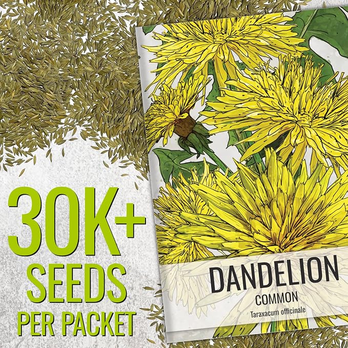 Seed Needs Dandelion Seeds 30,000 Herb Seeds Non GMO Bulk Pack