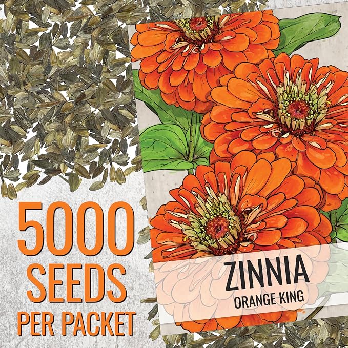 Seed Needs Zinnia Seeds Orange King Fast Blooming 5,000 Seeds Bulk Pack