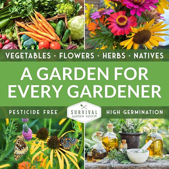Midori Giant Edamame Seeds for Planting - Large Heirloom Soybean Variety with Tender Green Pods - Non-GMO Protein-Rich Vegetable - Survival Garden Seeds (5 Packs)