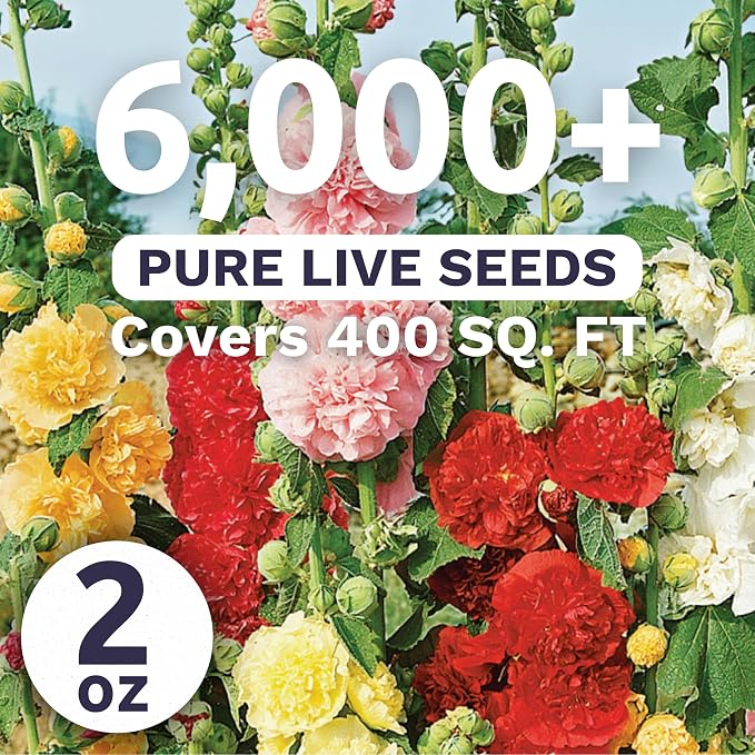 Hollyhock 'Chater's Double' Mix - Bulk 2 Ounce Pouch - 6,000 Flower Seeds for Planting - Alcea rosea