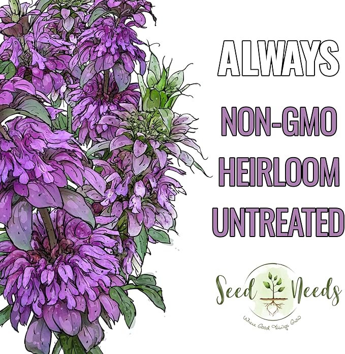 Seed Needs Lemon Mint Seeds to Plant Annual Heirloom Non-GMO Herbs 1 Pack