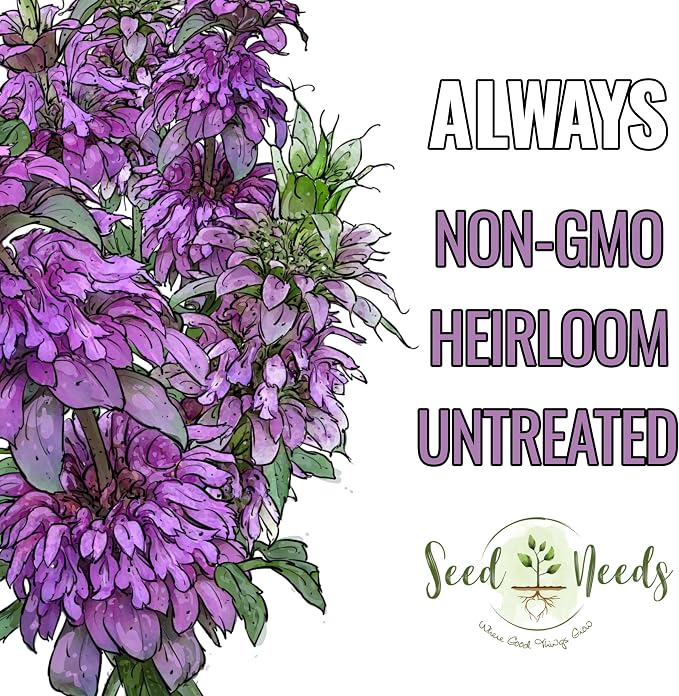 Seed Needs Lemon Mint Seeds to Plant Annual Heirloom Non-GMO Herbs 2 Packs