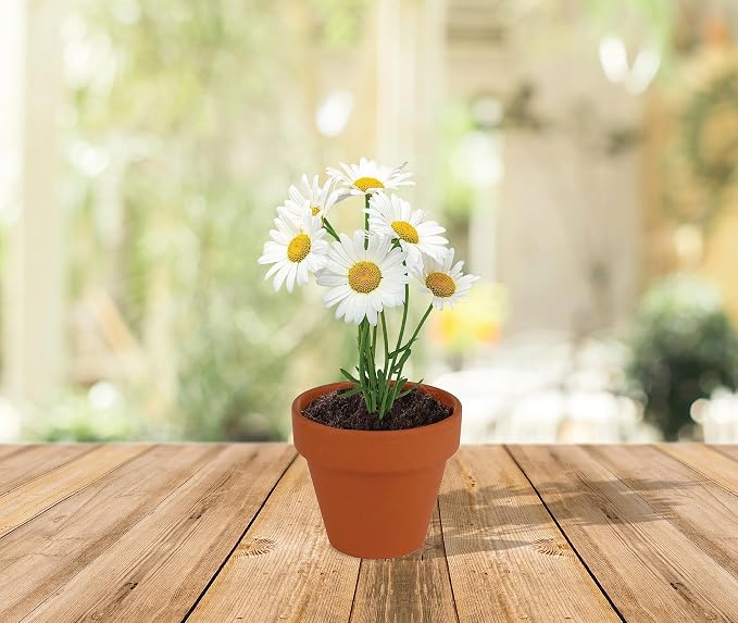 BUZZY Seeds Daisy Grow Kit, Bulk 20-Pack - Mini Terracotta Pot Grow Set - Complete Indoor/Outdoor Gardening Kit with Seeds, Coconut Husk Growing Medium & Genuine Pots - 100% Grow Guarantee