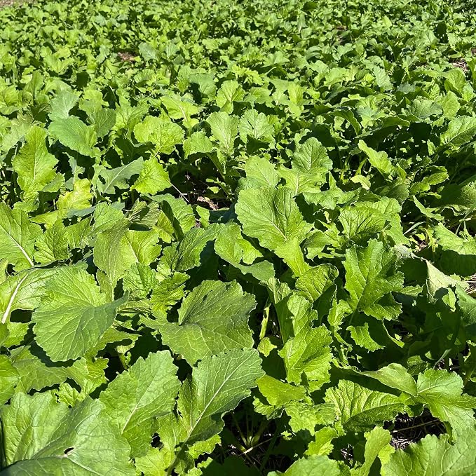 Purple Top Turnip Food Plot Seed for Planting - High Protein Brassica Deer Forage, Fast Growing Fall Annual Food Plot Seed, Plants Up to 1/2 Acre - 3 lb Jug
