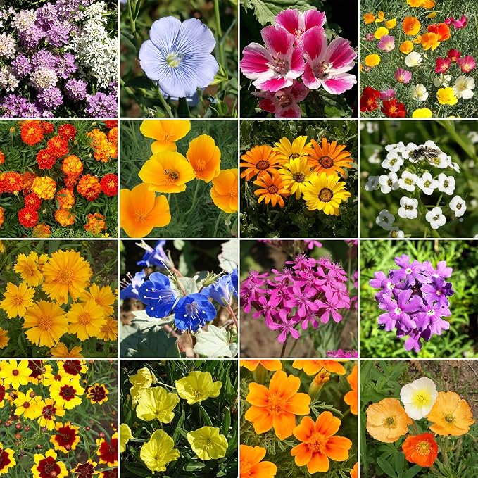 Ferry-Morse Wildflower Seeds - Dwarf Rainbow Colors, Drought Tolerant, GMO Free - 1 lb