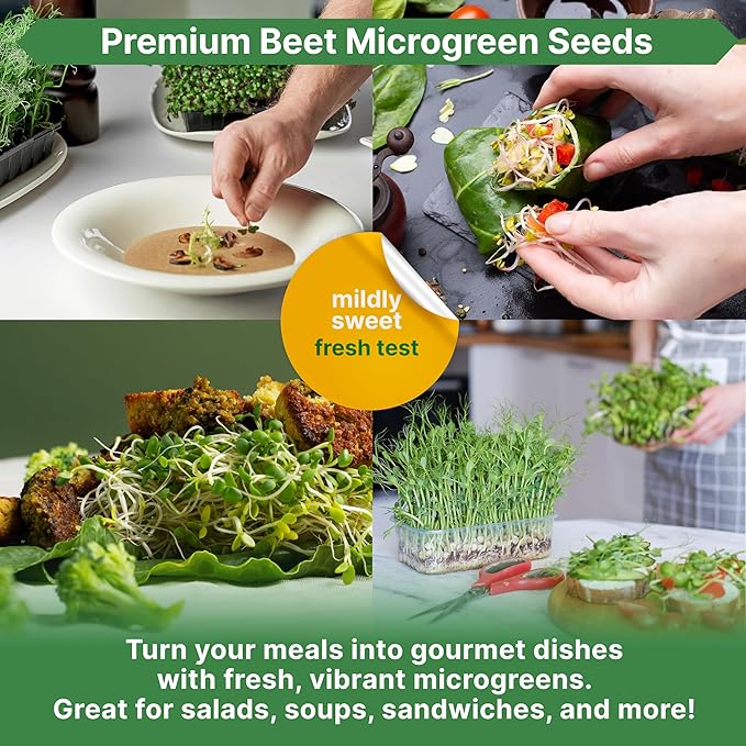 Organo Republic Beet Sprouting & Microgreens Seeds - 20,000 Non GMO Heirloom Seeds, Sprouts in Bulk 1lb Resealable Bag for Planting and Growing in Soil, Coconut Coir, Aeroponic & Hydroponic System