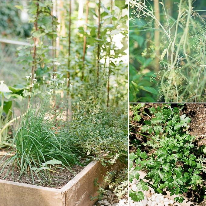 Sereniseed Certified Organic Herb Seeds (20-Pack) – Non GMO, Heirloom – Seed Starting Video – Basil, Cilantro, Oregano, Thyme, Parsley, Lavender, Chives, Sage, Dill Seeds for Indoor & Outdoor Planting