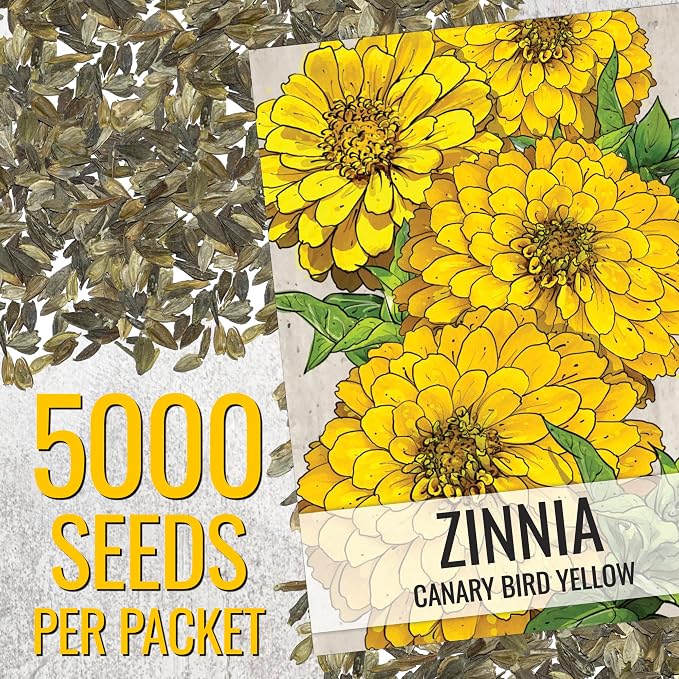 Seed Needs Zinnia Seeds Canary Yellow Fast Blooming 5,000 Seeds Bulk Pack