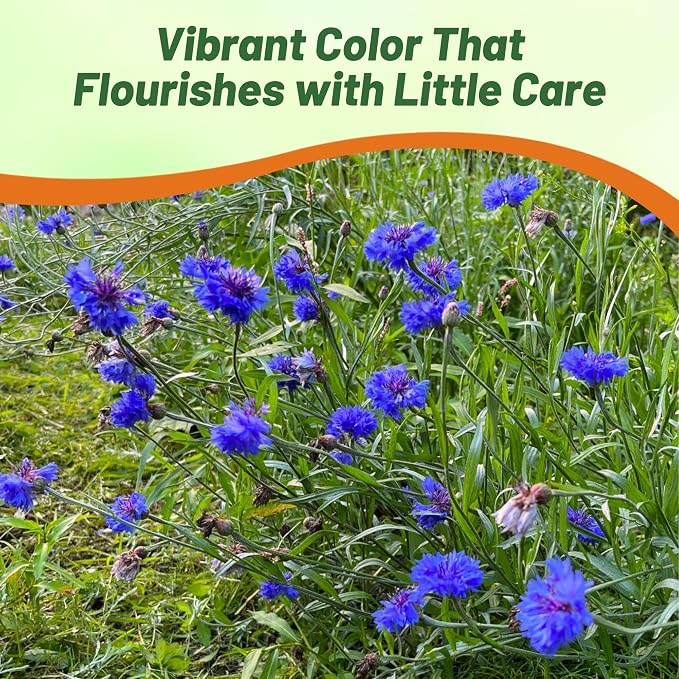 Outsidepride Blue Cornflower Seeds for Planting - 5 lb. Annual Bachelor's Button Flower Seeds for Cut Flower Gardens, Drought-Tolerant, Attracts Pollinators, Ideal for Borders & Bouquets