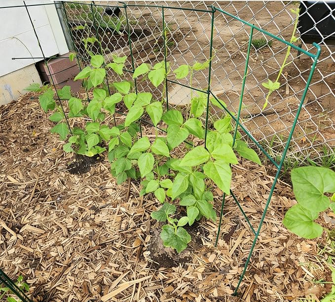 2 Pack 12x39 Inch High Green Folding Square Tomato Cages | Tall Plant Support, Tomato Trellis, Metal, Peony Cage Peony Support