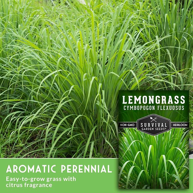 Lemongrass Seeds for Planting - Heirloom Asian Lemon Grass Seed - Fragrant Citrus Herb for Tea - Aromatic Garden Plant - Heirloom Non-GMO - Survival Garden Seeds (5 Packs)