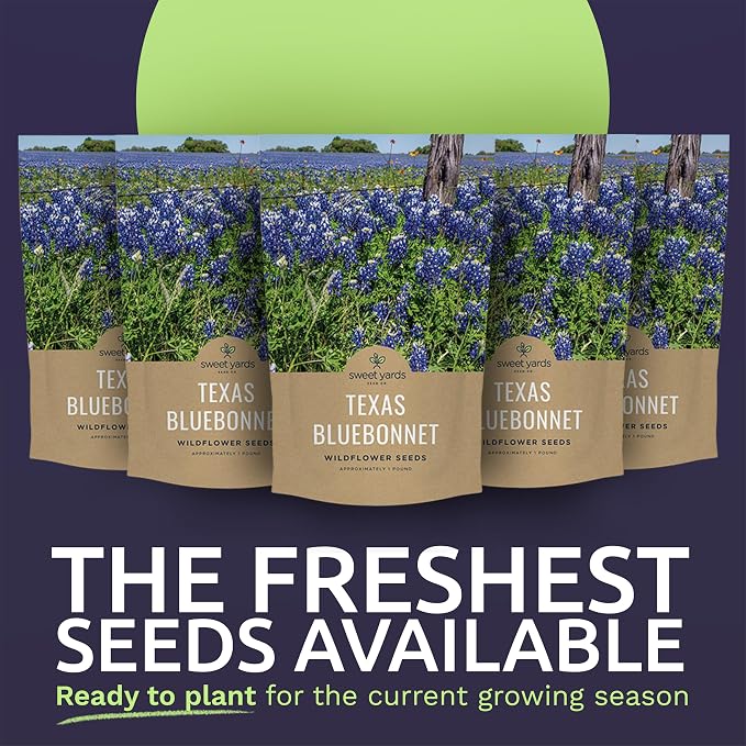 Bulk Texas Bluebonnet Wildflower Seeds - 5 Pounds - Over 80,000 Native Seeds - Texas State Flower!