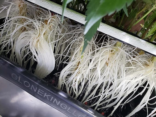 64 Site Aeroponic Cloning Machine Cloner Expect 100% Success Rates!!!
