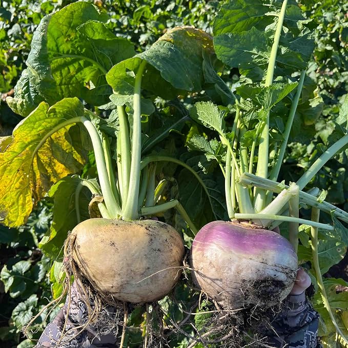 Purple Top Turnip Food Plot Seed for Planting - High Protein Brassica Deer Forage, Fast Growing Fall Annual Food Plot Seed, Plants Up to 1/2 Acre - 3 lb Jug