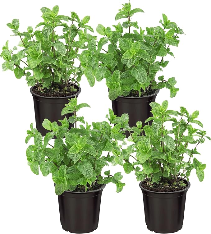 Live Herb - Mint (4 Per Pack), Aromatic and Health Enhancer, Naturally Improves Breathing and Air Quality, 8" Tall by 4" Wide