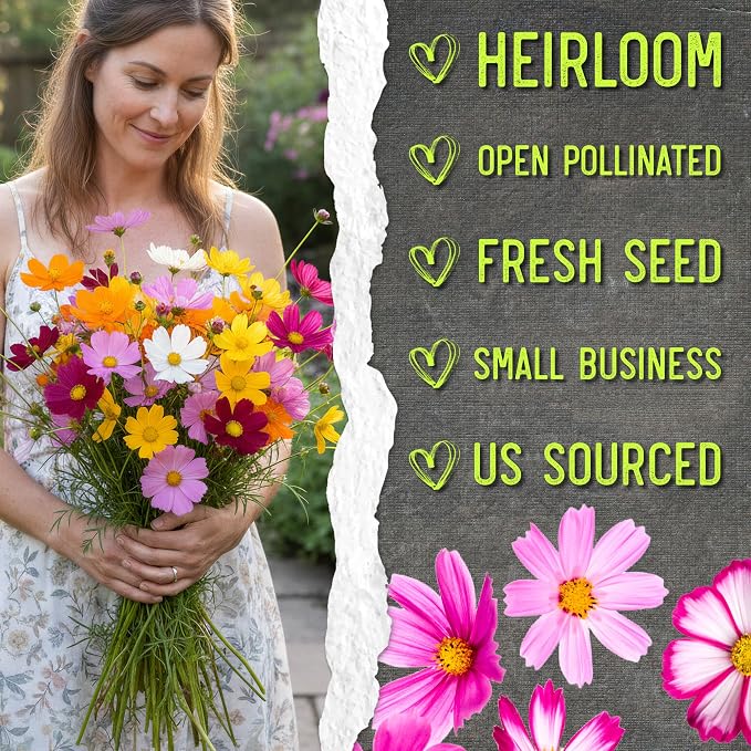 Seed Needs Flower Seeds Cosmos Original Crazy Blend 10+ Varieties Bulk Pack