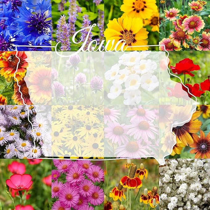 Iowa Bulk Perennial and Annual Non-GMO Wildflower Seed Mix 1/2lb Covers 1,000sq-ft - Attract Pollinators, Multi-Color Blooms - Midwest US Species Plant in Spring/Fall (1/2 Pound)