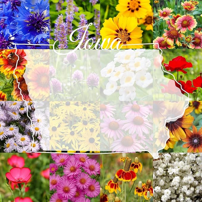 Iowa Bulk Perennial and Annual Wildflower Seed Mix 1/4lb Covers 500sq-ft - Attract Pollinators, Multi-Color Non-GMO Blooms - Midwest US Species Plant in Spring/Fall (1/4 Pound)