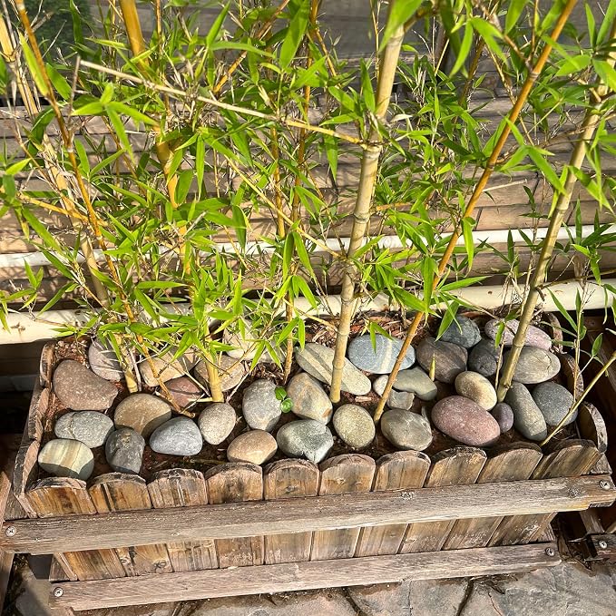 FANTIAN 10 lbs River Rocks, 2-3 Inch Natural Pebbles for Plants, Landscaping, Garden, Aquarium, Backyard and Indoor Water Fountains