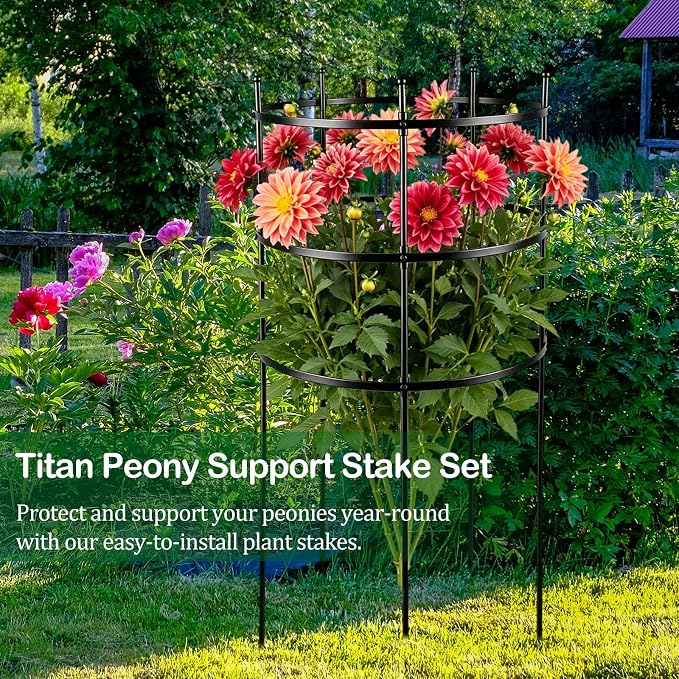4 Set Titan Peony Plant Support Stakes Black Metal Peonies Cages 17.7" D x 35.4" H Tomato Cages Rings Sturdy Garden Plants Support Trellis for Climbing Plants