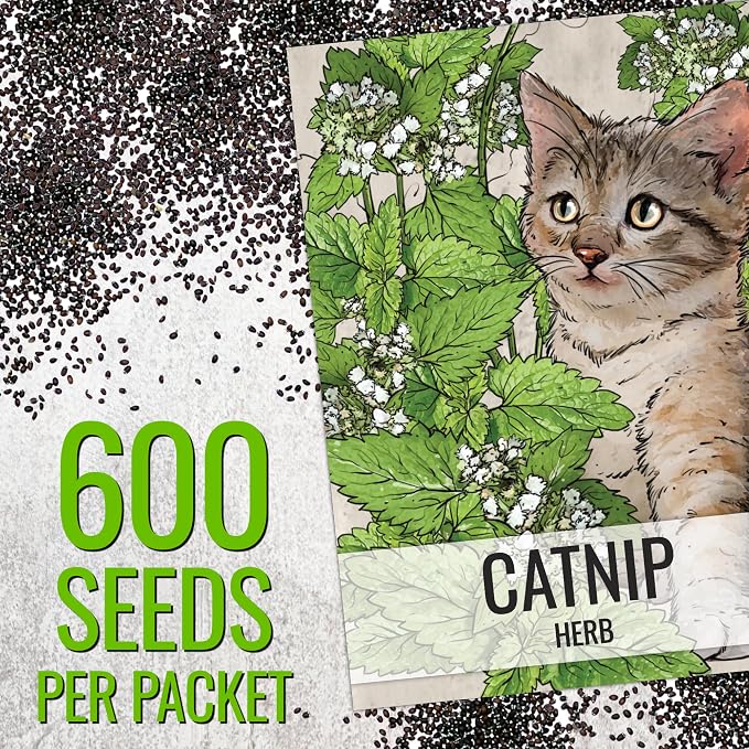 Seed Needs Catnip Seeds to Plant Heirloom Non-GMO Herbs for Cats 2 Packs