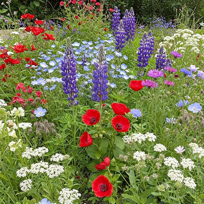 Ferry Morse Flower Seeds - Red, White & Blue Wildflower Mix, Non-GMO, Wild Flowers - 1 lb