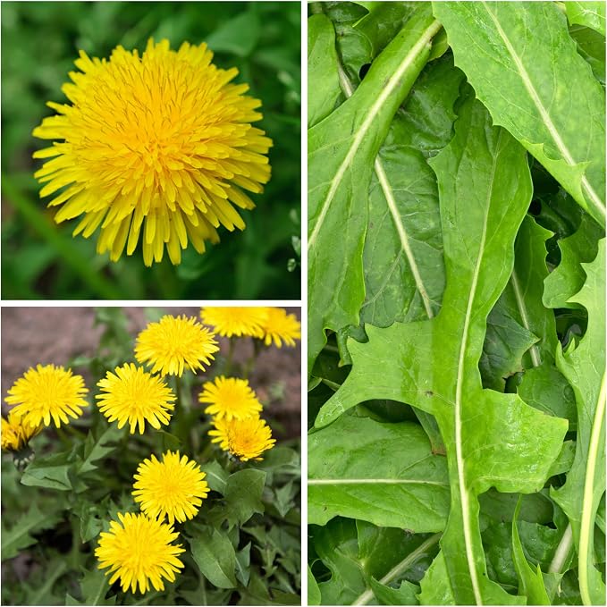 Seed Needs Dandelion Seeds 30,000 Herb Seeds Non GMO Bulk Pack