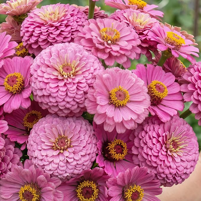 Seed Needs Zinnia Seeds Luminosa Pink Fast Blooming 5,000 Seeds Bulk Pack