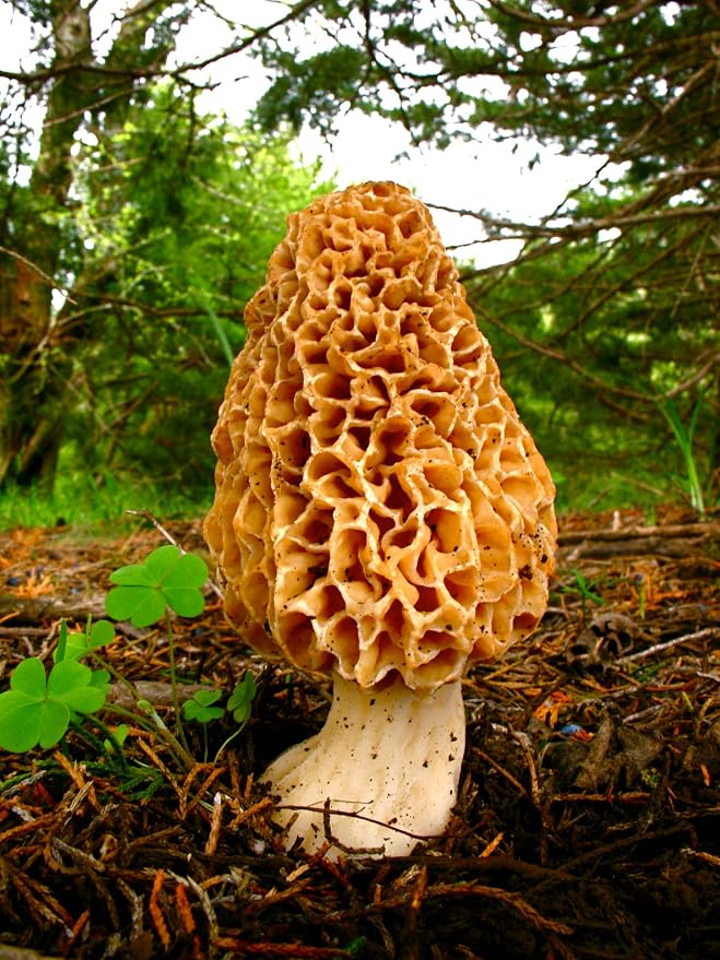 Morel Mushrooms Spores - Heirloom - GMO Free
