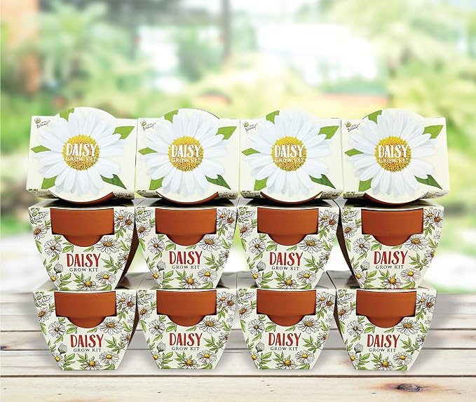 BUZZY Seeds Daydream Daisy Grow Kit 12-Pack - Mini Terracotta Pot Grow Set - Complete Indoor/Outdoor Gardening Kit with Seeds, Coconut Husk Growing Medium & Genuine Pots - 100% Grow Guarantee