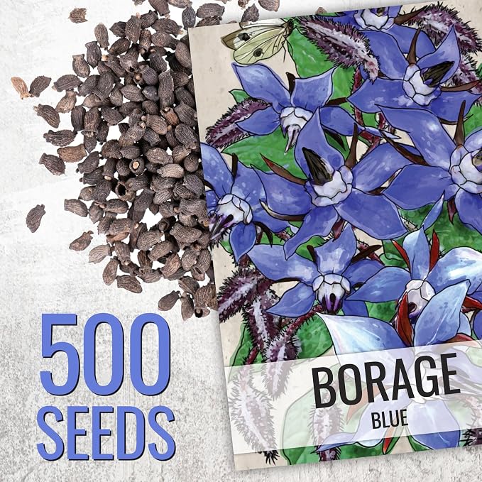 Seed Needs Borage Seeds to Plant Heirloom Blue Edible Flowers 5 Packs