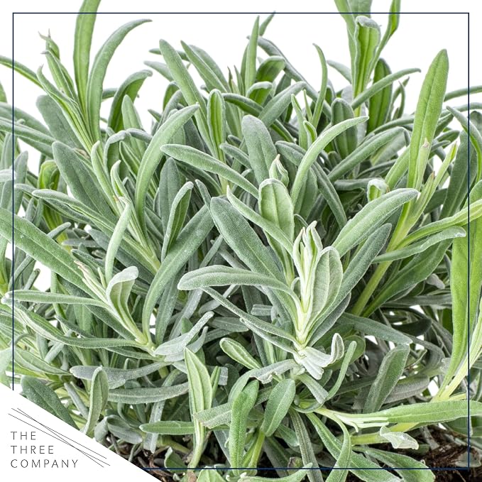 Live Aromatic and Edible Herb - Lavender (4 Per Pack), Natural Sleep Enhancer, 6" Tall by 4" Wide in 1 Pint Pot (Pack of 2)