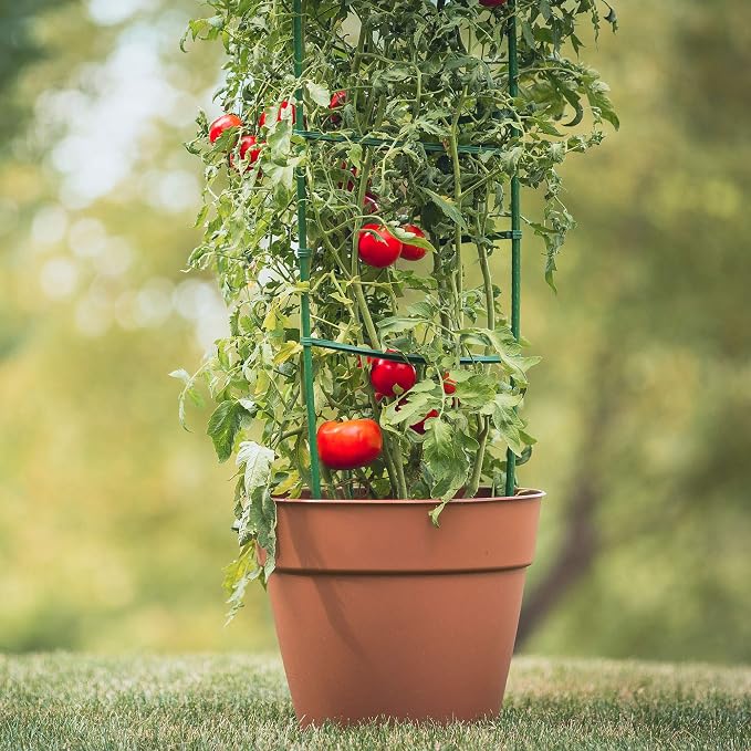 Gardener's Blue Ribbon 3-Pack Ultomato Tomato Plant Cage, Black, Model Number: TMC3PACK