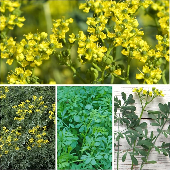 Seed Needs Rue Seeds to Plant Heirloom Non-GMO Medicinal Herbs 5 Packs